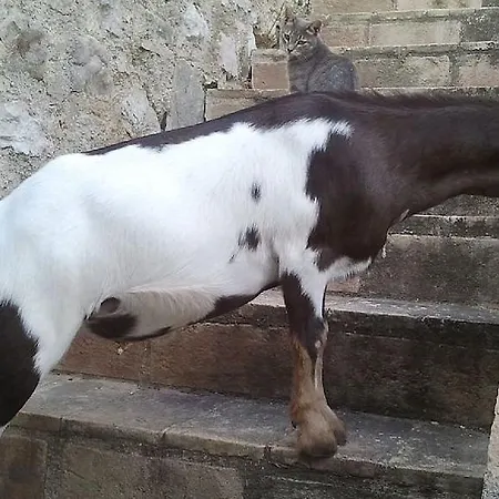 La Palazzetta *
